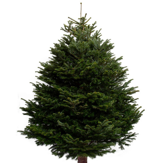 Premium Nordmann Fir Christmas Tree – Needle-Free Drop, Multiple Sizes Available