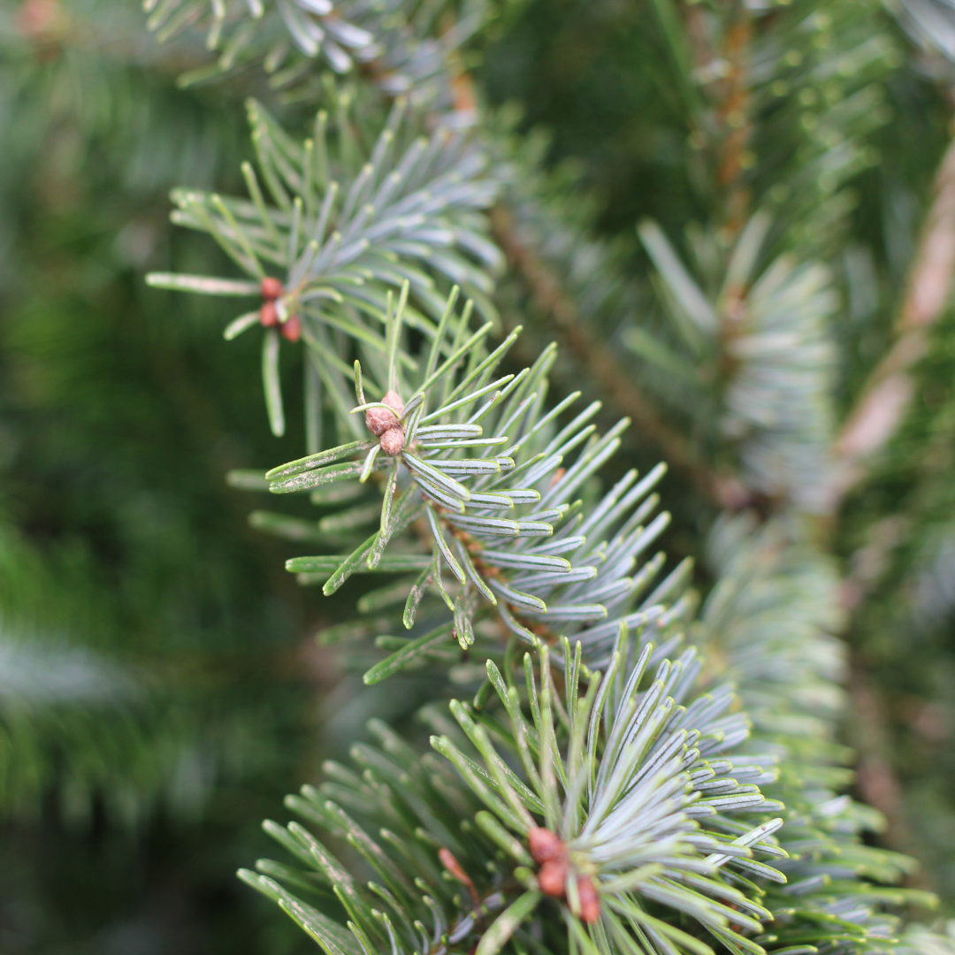 Premium Nordmann Fir Christmas Tree – Needle-Free Drop, Multiple Sizes Available