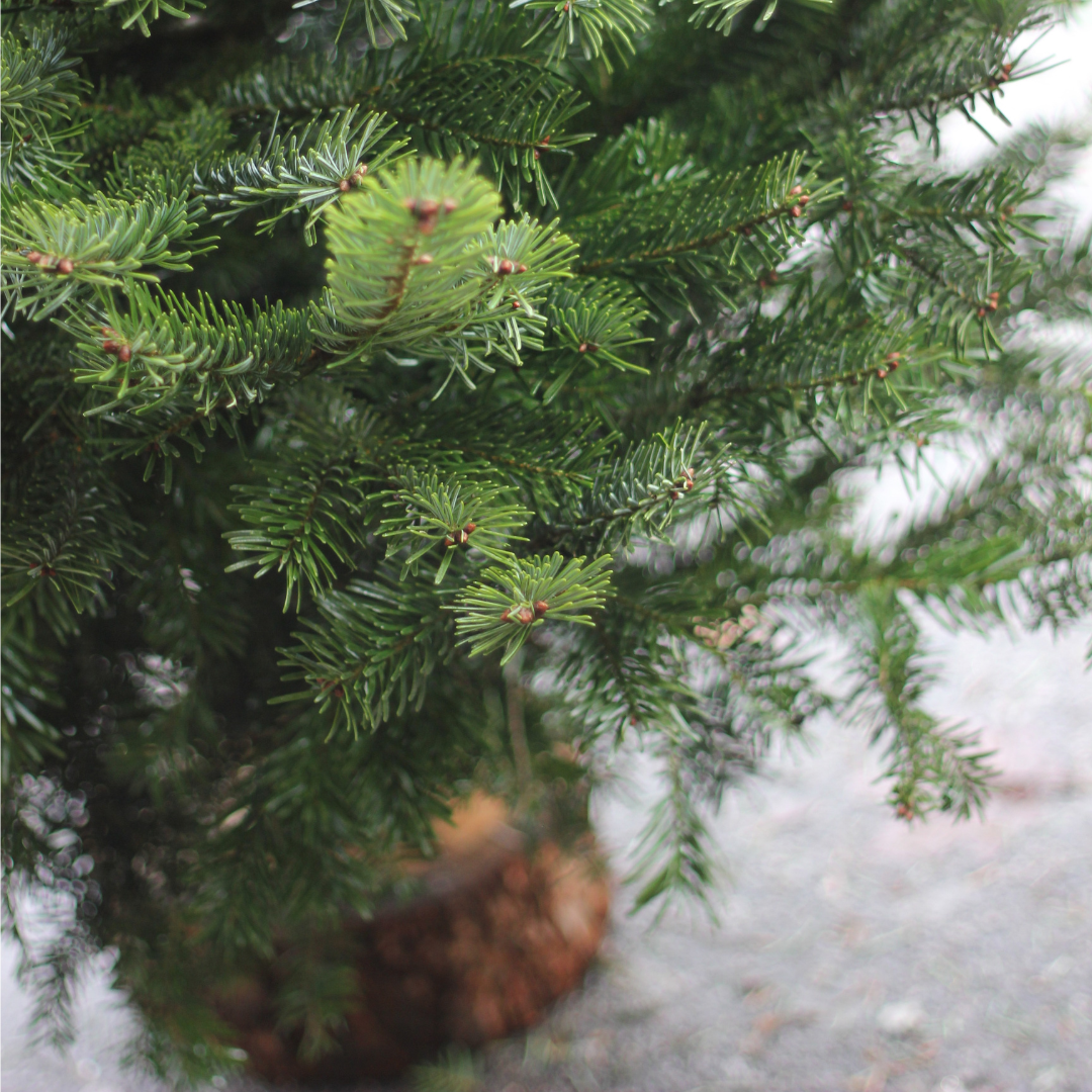 Premium Nordmann Fir Christmas Tree – Needle-Free Drop, Multiple Sizes Available