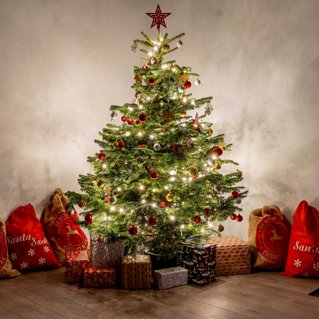 Premium Nordmann Fir Christmas Tree – Needle-Free Drop, Multiple Sizes Available